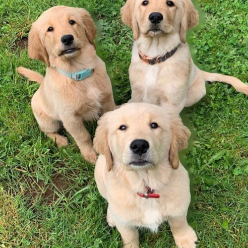 Goldens